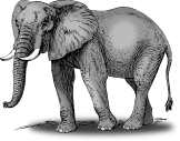 elephant-48027_640